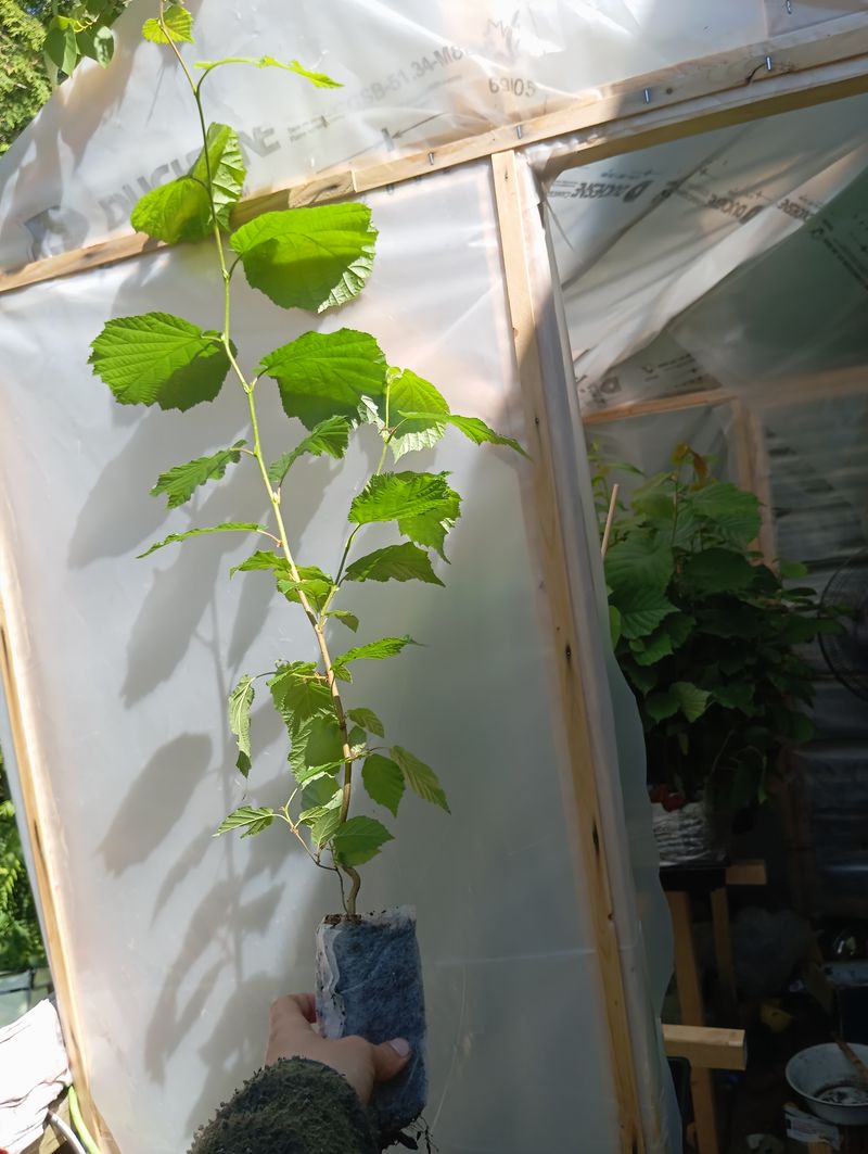 Corylus americana